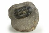 Reedops Trilobite - Atchana, Morocco #310635-3